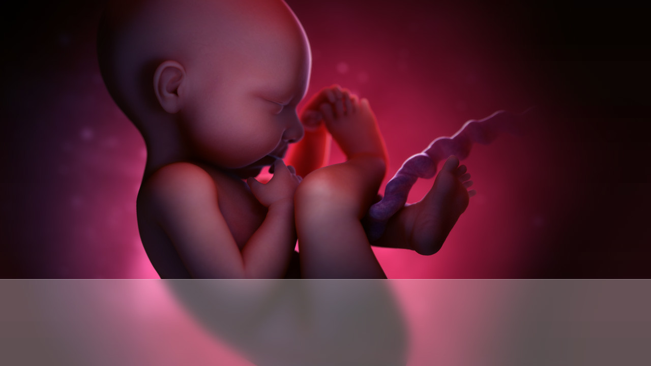 An unborn child held in the warm light of the womb